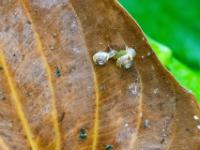 Zwei winzige Schnecken auf Blatt - Thermalbad Hévíz